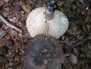 Russula_nigricansDscn3758.jpg