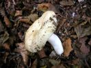 Russula_solarisDscn3637.jpg