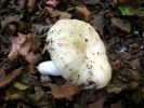 Russula_solarisDscn3639.jpg