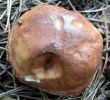 Suillus_granulatus_piero.jpg