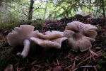 Tricholoma_scalpturatumDscn4551piero.jpg