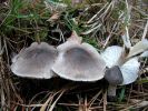 Tricholoma_terreum_piero1.jpg