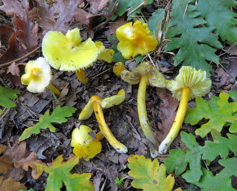 Hygrocybe  acutoconica (Clem.) Singer
Hygrocybe  acutoconica (Clem.) Singer
Parole chiave: Hygrocybe acutoconica (Clem.) Singer