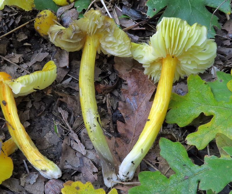 Hygrocybe  acutoconica (Clem.) Singer
Hygrocybe  acutoconica (Clem.) Singer - Lievi annerimenti alla manipolazione, in particolare alla base del gambo.
Parole chiave: Hygrocybe acutoconica (Clem.) Singer