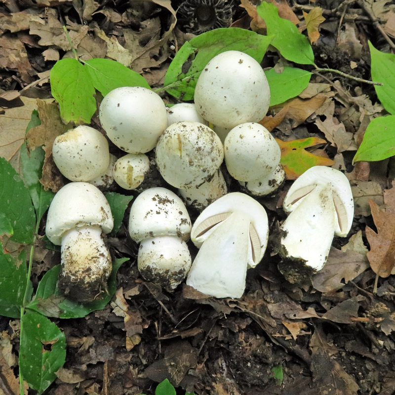 Agaricus sylvicola (Vittad.) Peck
Agaricus sylvicola (Vittad.) Peck
Parole chiave: Agaricus sylvicola (Vittad.) Peck