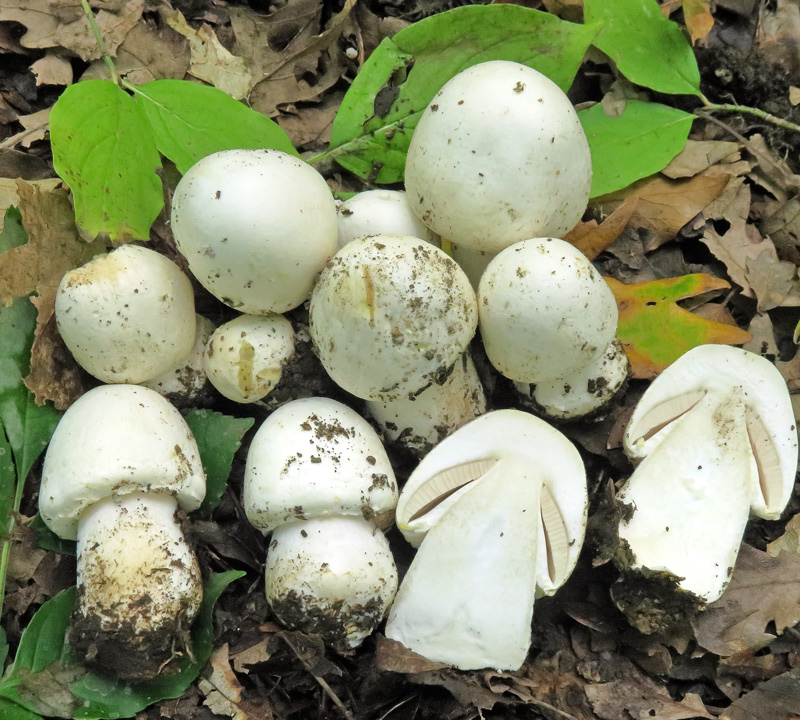 Agaricus sylvicola (Vittad.) Peck
Agaricus sylvicola (Vittad.) Peck - Ingiallimenti sulle superfici corrose.
Parole chiave: Agaricus sylvicola (Vittad.) Peck