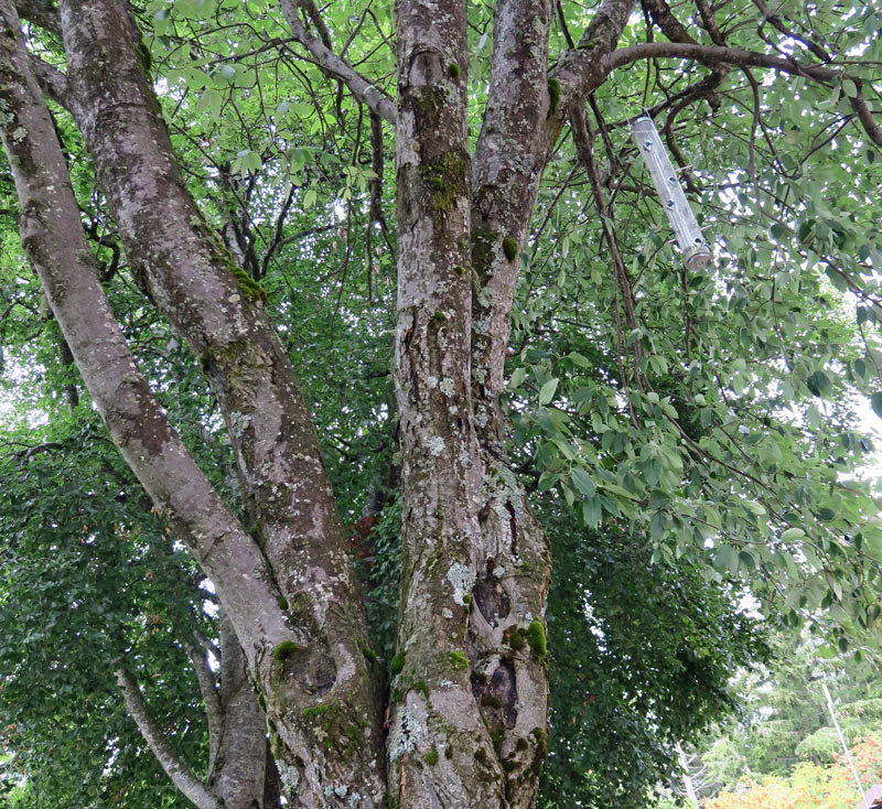 Sorbus aria (L.) Crantz
Sorbus aria (L.) Crantz
Parole chiave: Sorbus aria (L.) Crantz