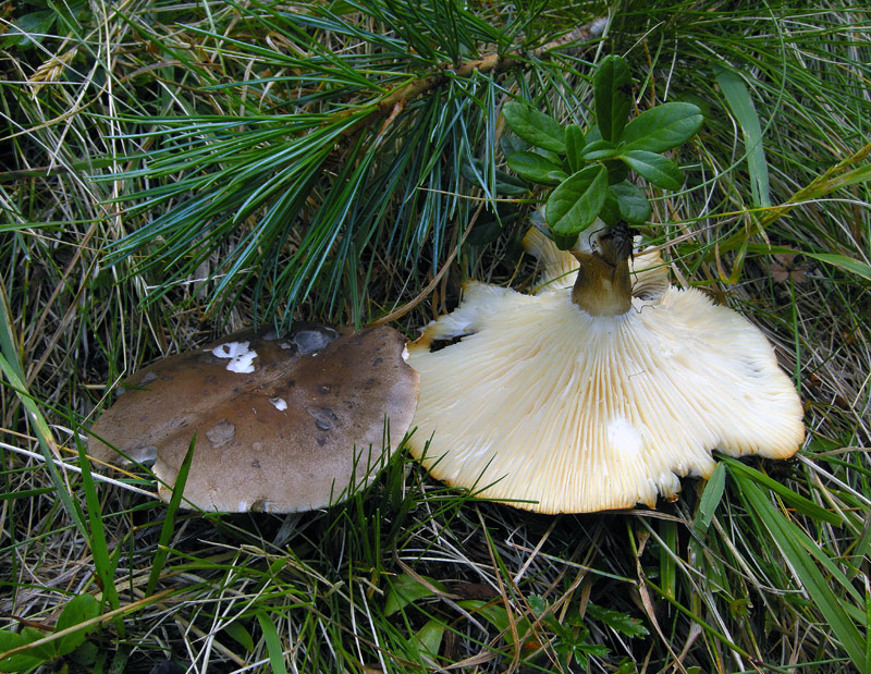 Clitocybe clavipes
Clitocybe clavipes
Parole chiave: Clitocybe clavipes