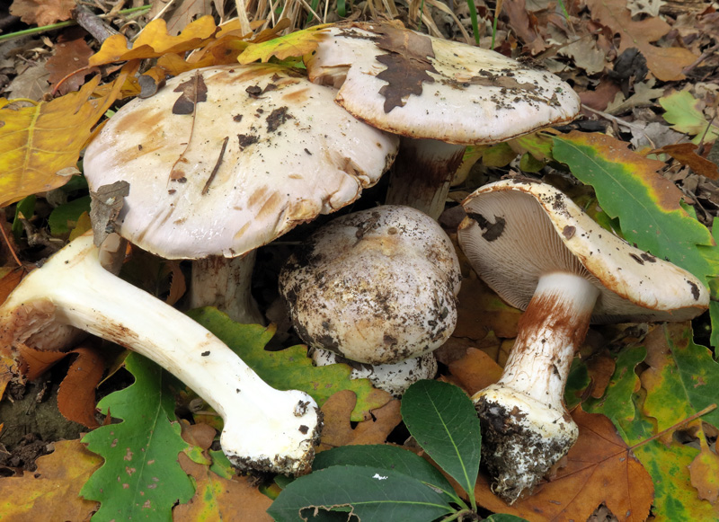 Cortinarius aleuriosmus R. Maire.
Cortinarius aleuriosmus R. Maire.
Parole chiave: Cortinarius aleuriosmus R. Maire.