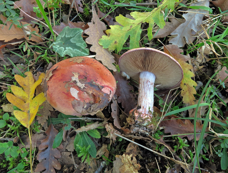 Cortinarius rufo-olivaceus (Pers. : Fr.) Fr.
Cortinarius rufo-olivaceus (Pers. : Fr.) Fr.
Parole chiave: Cortinarius rufo-olivaceus (Pers. : Fr.) Fr.