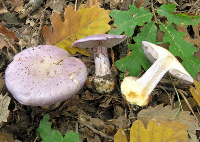 Cortinarius terpsichores Melot.
Cortinarius terpsichores Melot.
Parole chiave: Cortinarius terpsichores Melot.