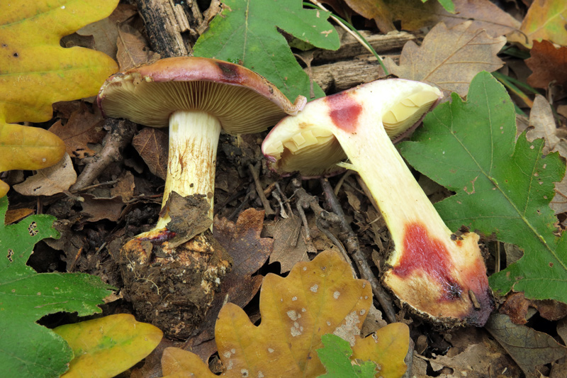 Cortinarius xanthophyllus (Cooke) Rob. Henry
Cortinarius xanthophyllus (Cooke) Rob. Henry
Parole chiave: Cortinarius xanthophyllus (Cooke) Rob. Henry