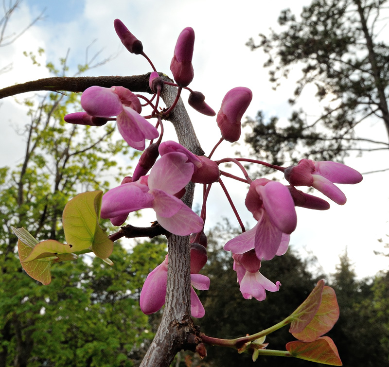 Cercis siliquastrum
Cercis siliquastrum Albero di Giuda
Parole chiave: Cercis siliquastrum Albero di Giuda