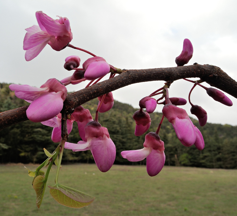 Cercis siliquastrum
Cercis siliquastrum Albero di Giuda
Parole chiave: Cercis siliquastrum Albero di Giuda