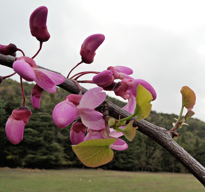 Cercis siliquastrum
Cercis siliquastrum Albero di Giuda
Parole chiave: Cercis siliquastrum Albero di Giuda