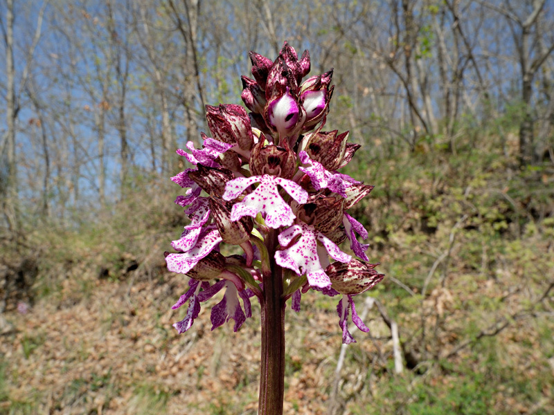 Orchis purpurea Hudson
Orchis purpurea Hudson
Parole chiave: Orchis purpurea Hudson