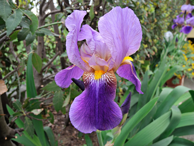 Iris germanica
Iris germanica Giaggiolo
Parole chiave: Iris germanica Giaggiolo