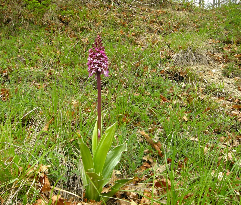 Orchis purpurea Hudson
Orchis purpurea Hudson


Parole chiave: Orchis purpurea Hudson