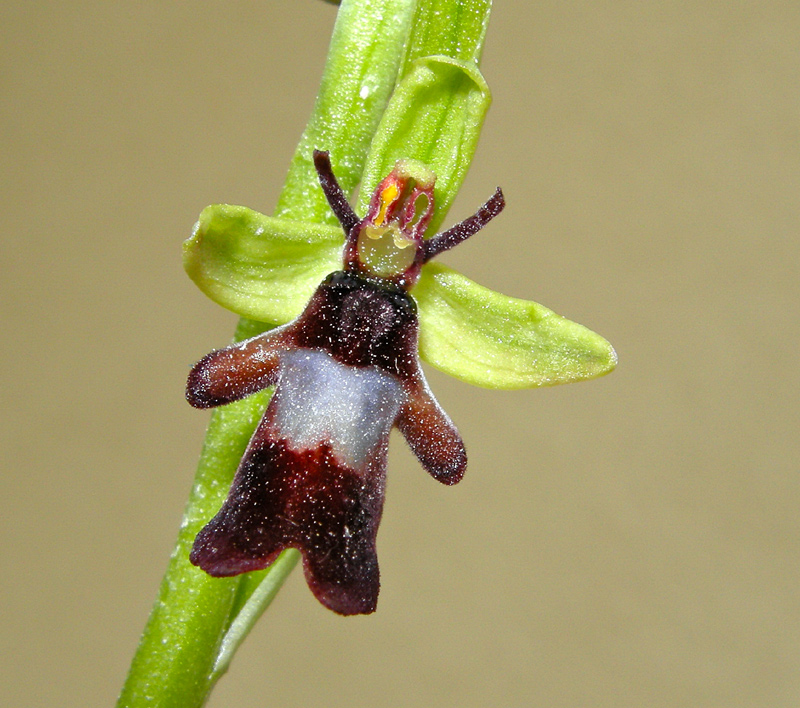 Ophrys insectifera
Ophrys insectifera
Parole chiave: Ophrys insectifera