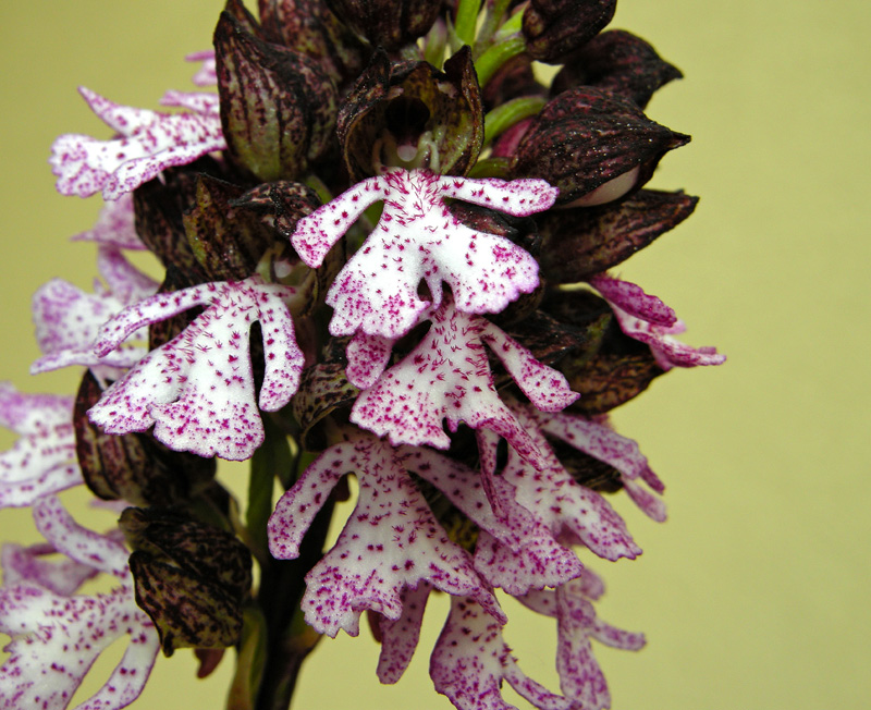 Orchis purpurea Hudson
Orchis purpurea Hudson


Parole chiave: Orchis purpurea Hudson