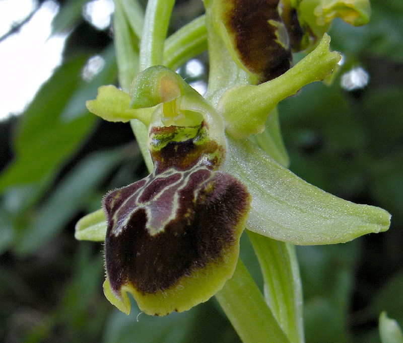 Ophrys sphegodes 
Ophrys sphegodes 
Parole chiave: Ophrys sphegodes
