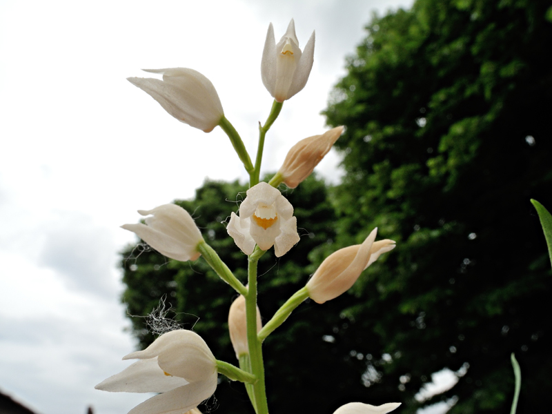 Cephalanthera longifolia
Cephalanthera longifolia
Parole chiave: Cephalanthera longifolia