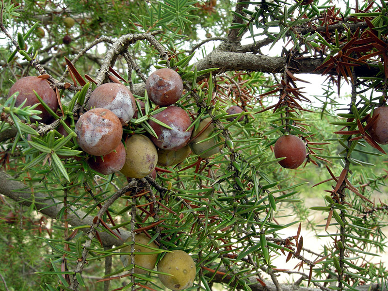 Juniperus oxycedrus
Juniperus oxycedrus Ginepro Coccolone
Parole chiave: Juniperus oxycedrus Ginepro Coccolone