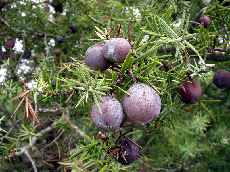 Juniperus oxycedrus
Juniperus oxycedrus Ginepro Coccolone
Parole chiave: Juniperus oxycedrus Ginepro Coccolone