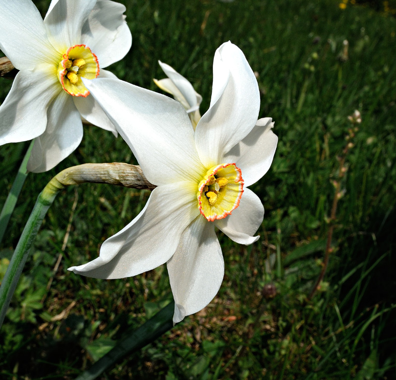 Narcissus poeticus
Narcissus poeticus
Parole chiave: Narcissus poeticus