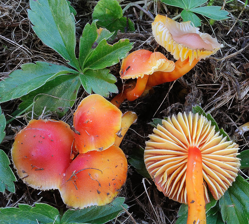 Hygrocybe reae (Maire) J.E. Lange
Hygrocybe mucronella (Fries) P. Karst. = Hygrocybe reai (Maire) J.E. Lange = Hygrocybe reae (Maire) J.E. Lange
Parole chiave: Hygrocybe mucronella (Fries) P. Karst. = Hygrocybe reai (Maire) J.E. Lange = Hygrocybe reae (Maire) J.E. Lange