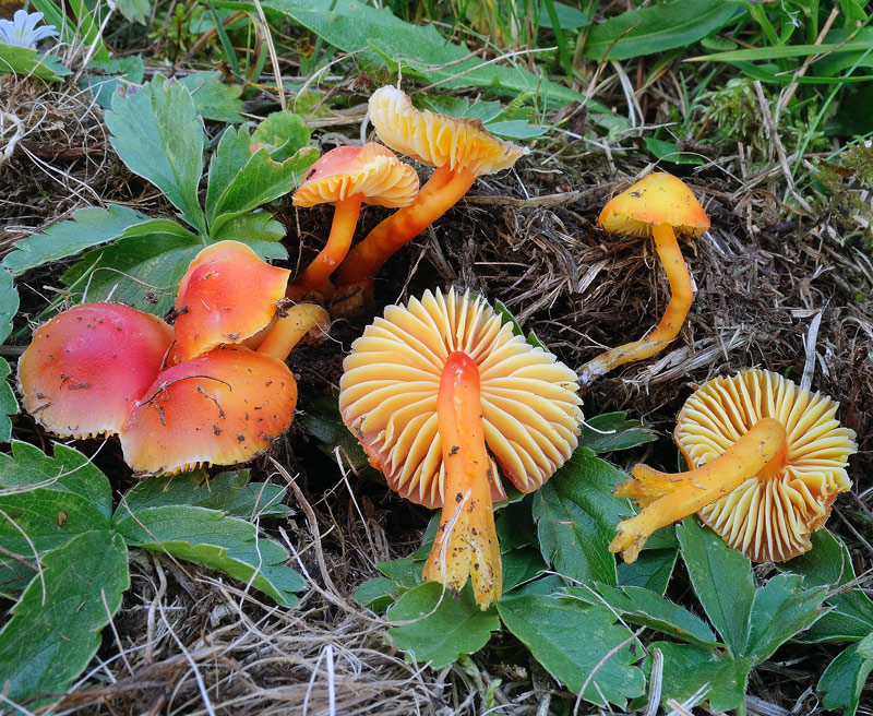 Hygrocybe reae (Maire) J.E. Lange
Hygrocybe mucronella (Fries) P. Karst. = Hygrocybe reai (Maire) J.E. Lange = Hygrocybe reae (Maire) J.E. Lange
Parole chiave: Hygrocybe mucronella (Fries) P. Karst. = Hygrocybe reai (Maire) J.E. Lange = Hygrocybe reae (Maire) J.E. Lange