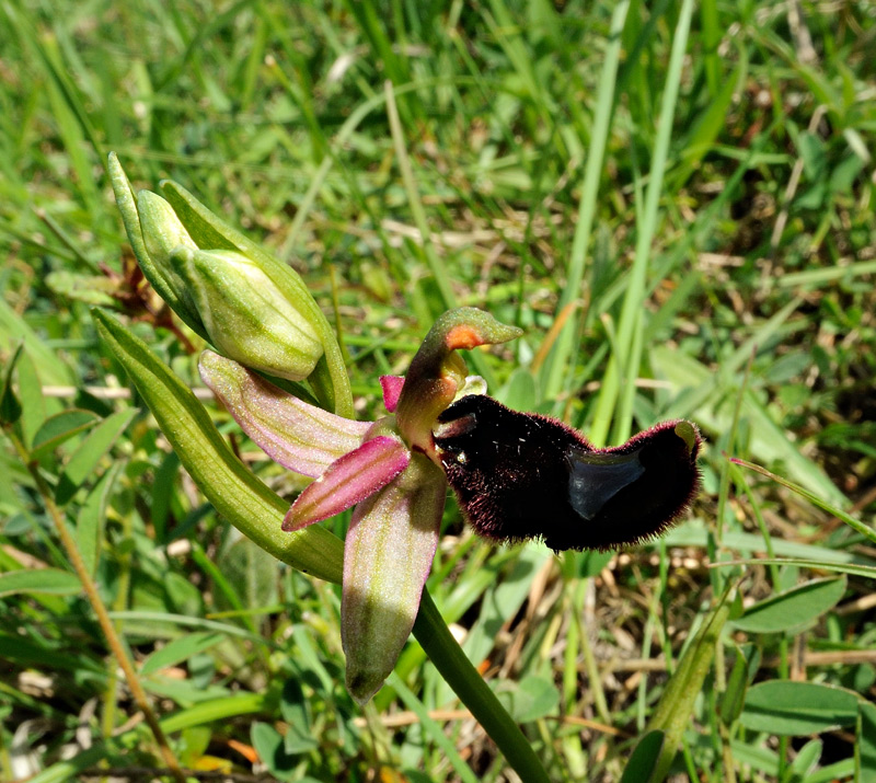 Ophrys bertolonii subsp. bertolonii
Ophrys bertolonii subsp. bertolonii Moretti
Parole chiave: Ophrys bertolonii subsp. bertolonii Moretti