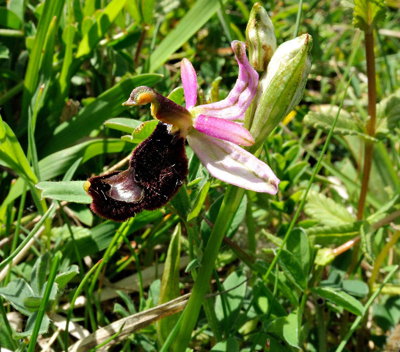 Ophrys bertolonii subsp. bertolonii
Ophrys bertolonii subsp. bertolonii Moretti
Parole chiave: Ophrys bertolonii subsp. bertolonii Moretti