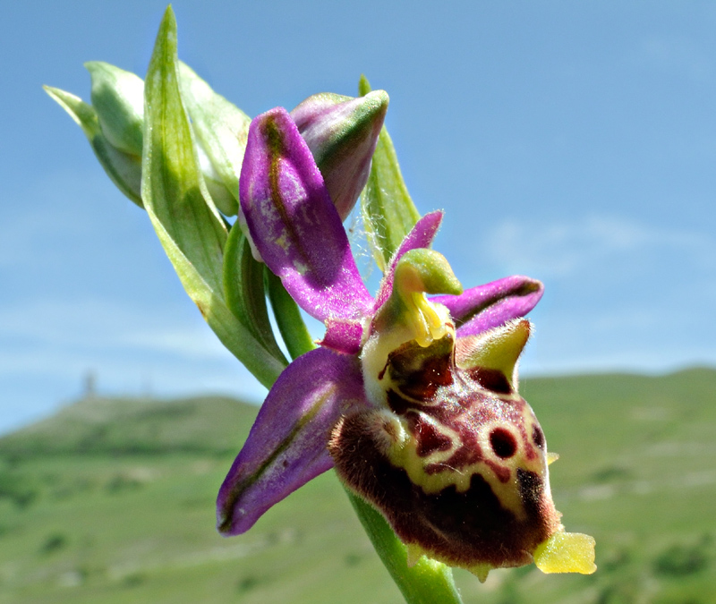 Ophrys holosericea ssp. dinarica
Ophrys holosericea ssp. dinarica
Parole chiave: Ophrys holosericea ssp. dinarica