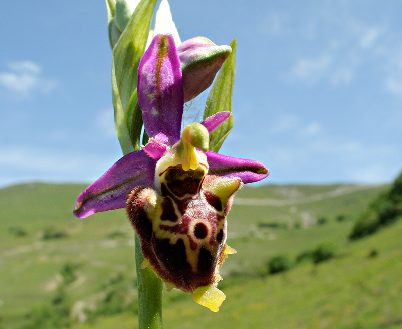 Ophrys holosericea ssp. dinarica
Ophrys holosericea ssp. dinarica
Parole chiave: Ophrys holosericea ssp. dinarica