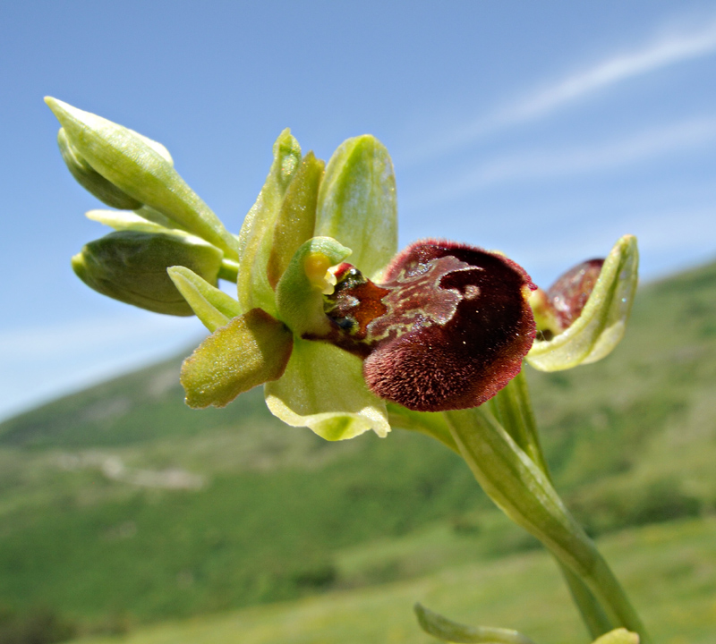 Ophrys minipassionis Romolini & Soca
Ophrys minipassionis Romolini & Soca
Parole chiave: Ophrys minipassionis Romolini & Soca