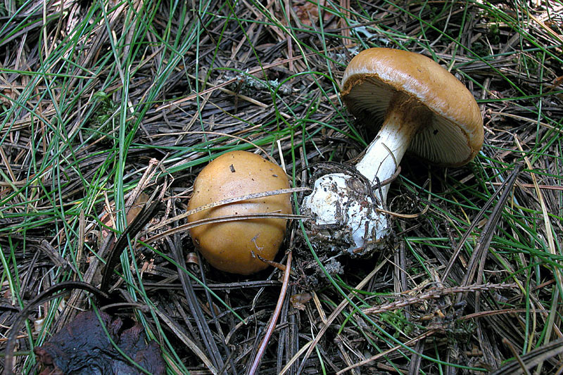 Leucocortinarius bulbiger
Leucocortinarius bulbiger
Parole chiave: Leucocortinarius bulbiger