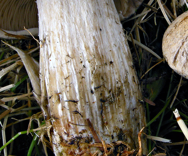 Lyophyllum leucophaeatum
Lyophyllum leucophaeatum
Parole chiave: Lyophyllum leucophaeatum