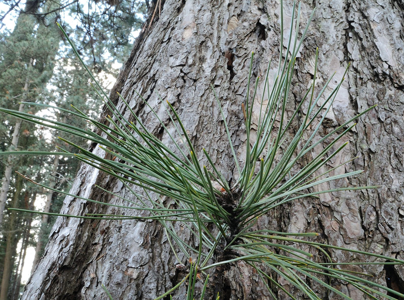 Pinus nigra J.F. Arnold subsp. nigra
Pinus nigra J.F. Arnold subsp. nigra
Parole chiave: Pinus nigra J.F. Arnold subsp. nigra