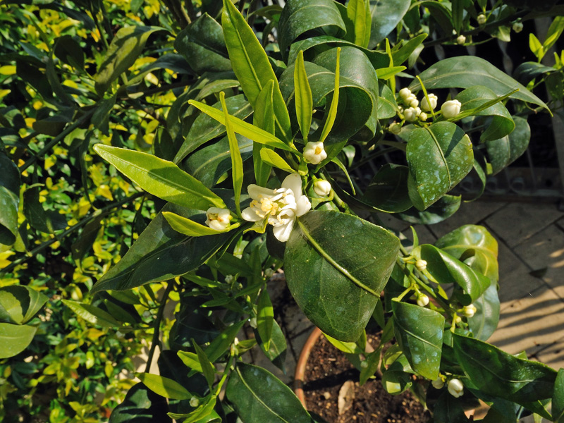 Citrus reticulata Blanco
Citrus reticulata Blanco
Parole chiave: Citrus reticulata Blanco mandarino