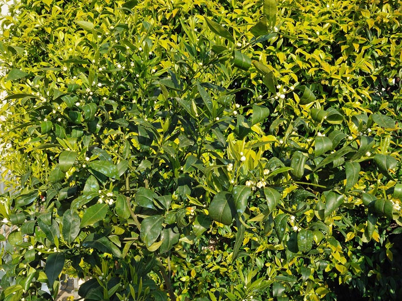 Citrus reticulata Blanco
Citrus reticulata Blanco
Parole chiave: Citrus reticulata Blanco mandarino