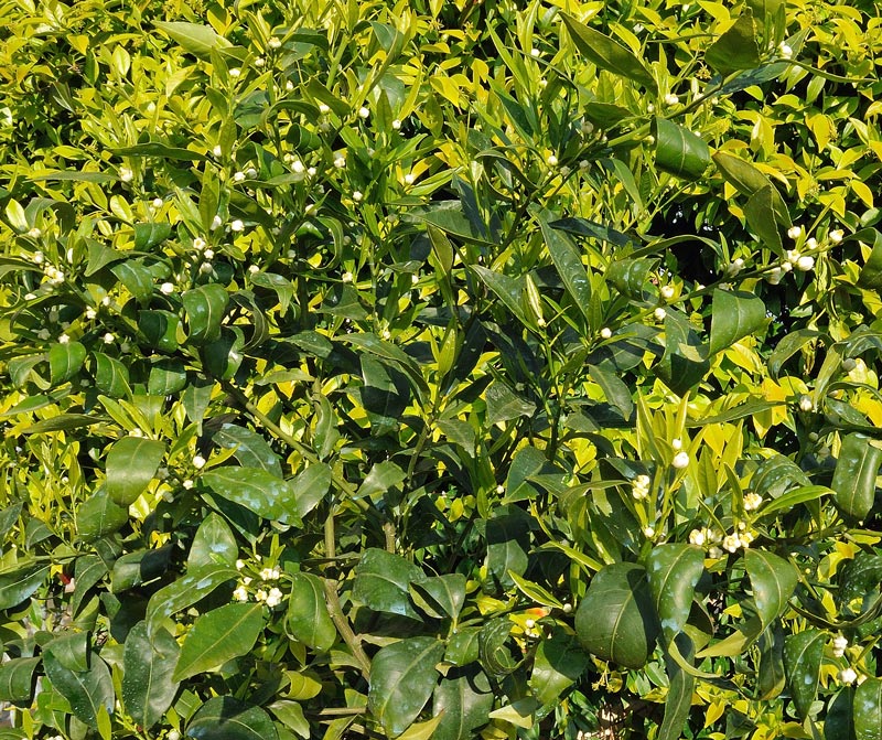 Citrus reticulata Blanco
Citrus reticulata Blanco
Parole chiave: Citrus reticulata Blanco mandarino