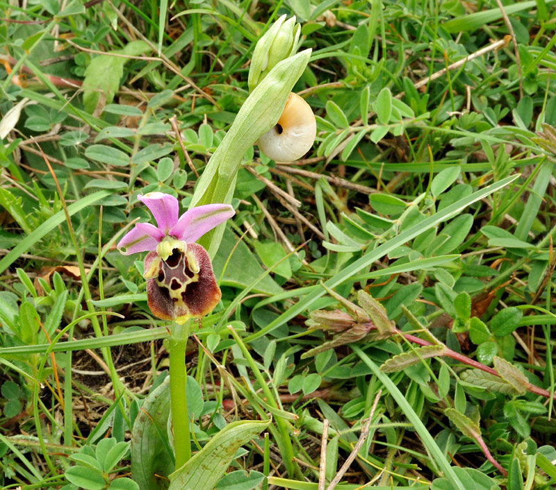 Ophrys holosericea ssp. dinarica
Ophrys holosericea ssp. dinarica
Parole chiave: Ophrys holosericea ssp. dinarica