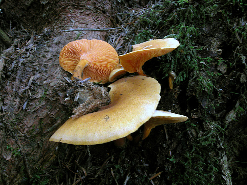 Hygrophoropsis aurantiaca
Hygrophoropsis aurantiaca
Parole chiave: Hygrophoropsis aurantiaca