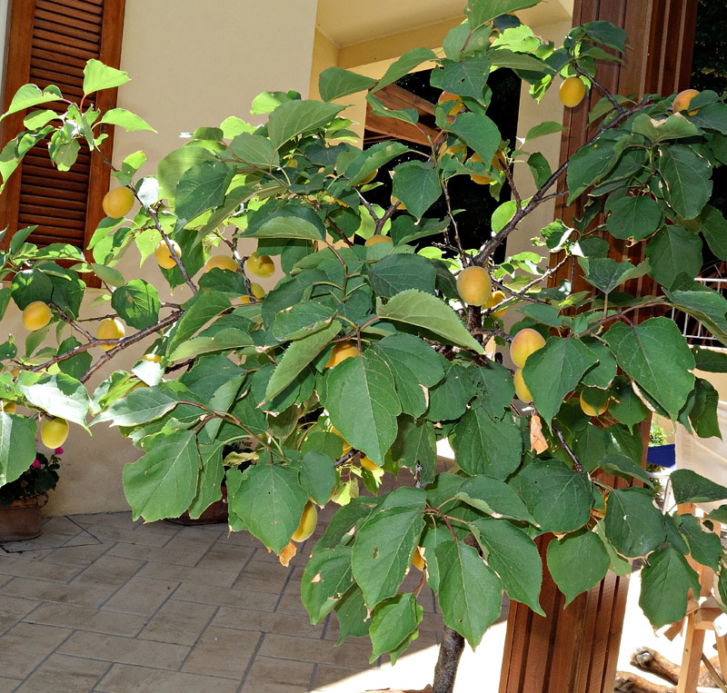 Prunus armeniaca
Prunus armeniaca Albicocco
Parole chiave: Prunus armeniaca Albicocco