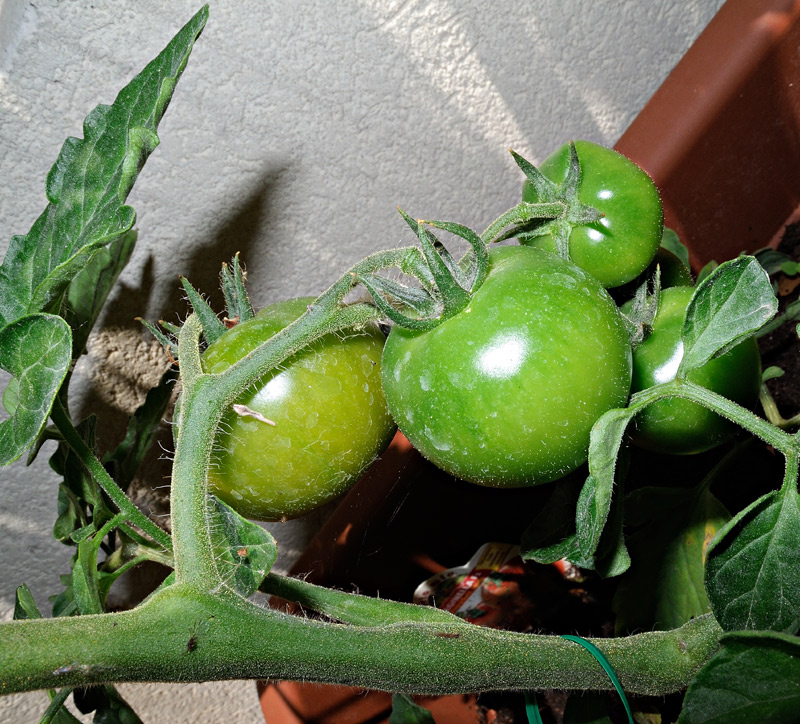 Solanum lycopersicum
Solanum lycopersicum
Parole chiave: Solanum lycopersicum