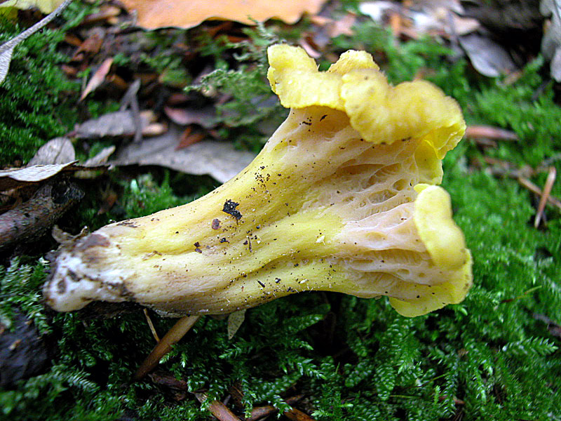 Cantharellus ianthinoxanthus
Cantharellus ianthinoxanthus
Parole chiave: Cantharellus ianthinoxanthus