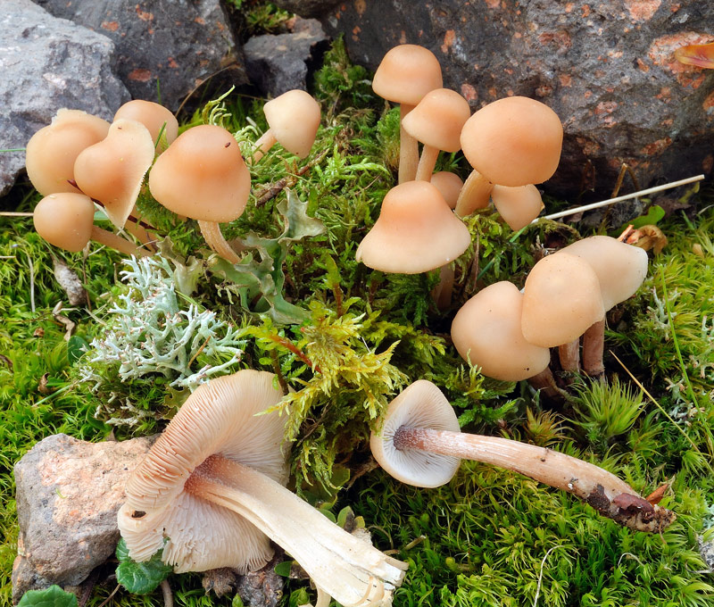 Collybia confluens (Pers.: Fr.) Kummer
Collybia confluens (Pers.: Fr.) Kummer
Parole chiave: Collybia confluens (Pers.: Fr.) Kummer