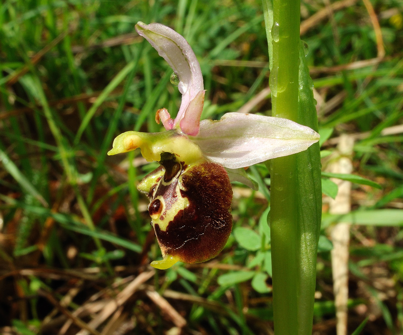Ophrys holosericea subsp. appennina
Ophrys holosericea subsp. appennina
Parole chiave: Ophrys holosericea subsp. appennina