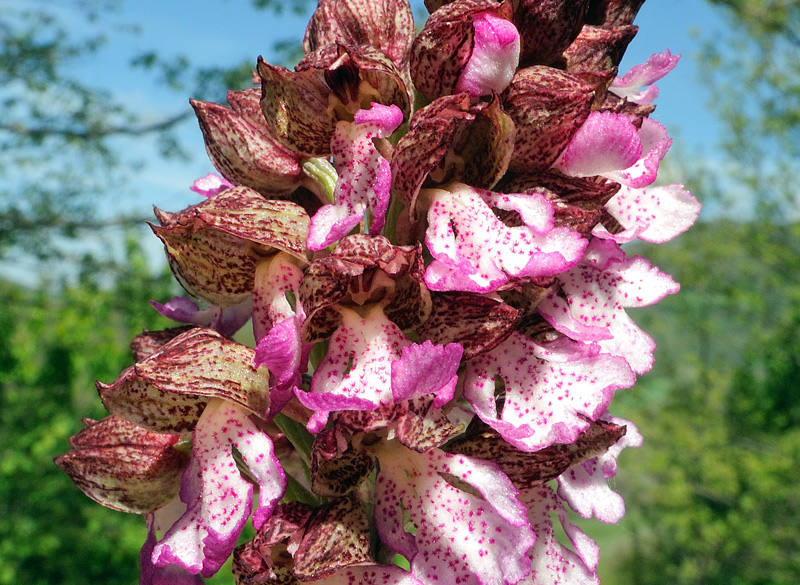  Orchis purpurea Hudson
Orchis purpurea Hudson
Parole chiave: Orchis purpurea Hudson